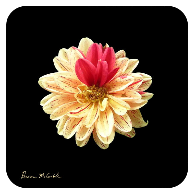 (image for) Hibiscus Red Accent Black